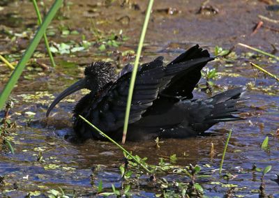 Glossy Ibis 2023-11-20