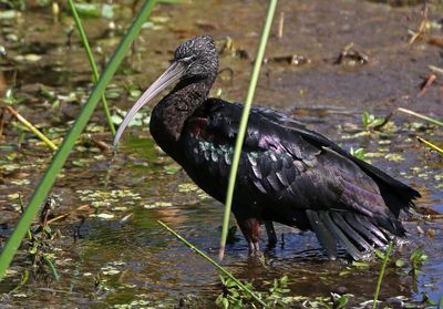 Glossy Ibis 2023-11-20