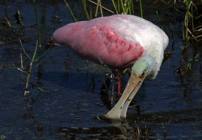Roseate Spoonbill 2023-11-20