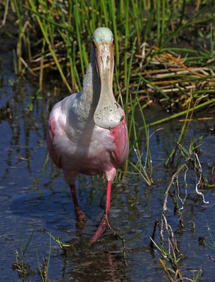 Roseate Spoonbill 2023-11-20