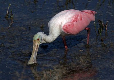 Roseate Spoonbill 2023-11-20