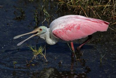 Roseate Spoonbill 2023-11-20