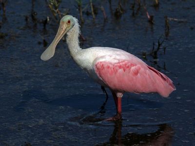 Roseate Spoonbill 2023-11-20