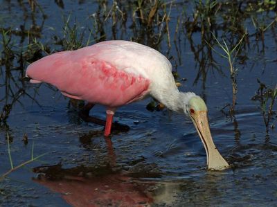 Roseate Spoonbill 2023-11-20