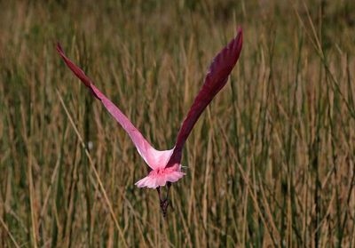 Roseate Spoonbill 2023-11-20