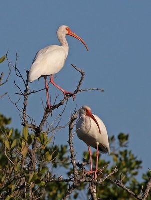 White Ibis 2023-11-20