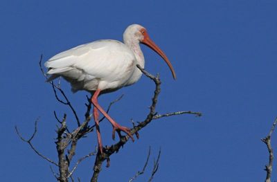 White Ibis 2023-11-20