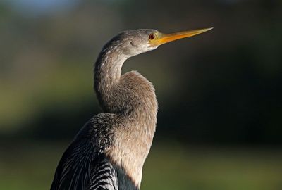 Anhinga 2023-11-21