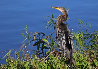 Anhinga 2023-11-21
