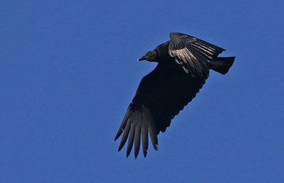Black Vulture 2023-11-21