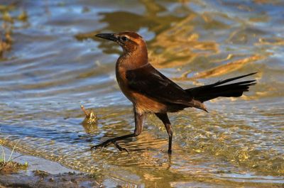 Boat-tailed Grackle 2023-11-21