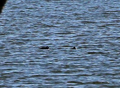 Bufflehead 2023-11-21