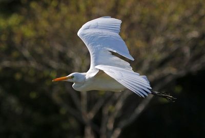 Cattle Egret 2023-11-21