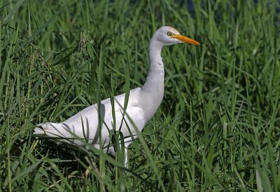 Cattle Egret 2023-11-21