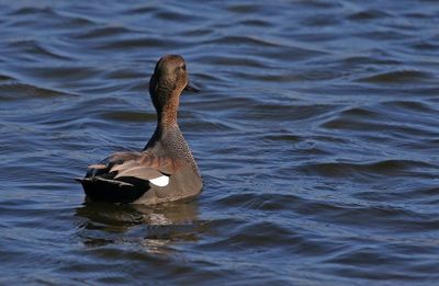 Gadwall 2023-11-21