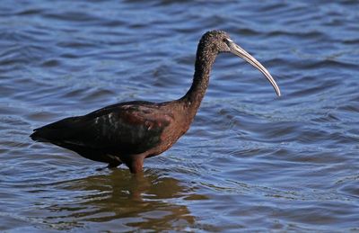 Glossy Ibis 2023-11-21