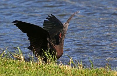 Glossy Ibis 2023-11-21