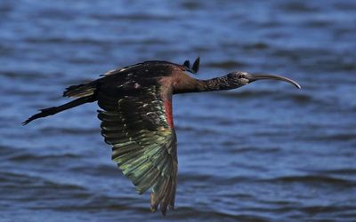 Glossy Ibis 2023-11-21
