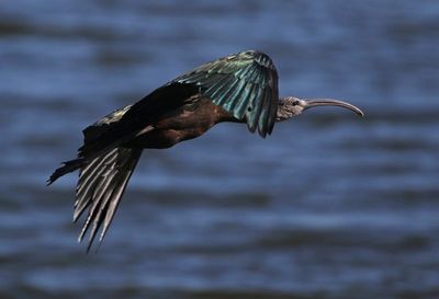 Glossy Ibis 2023-11-21