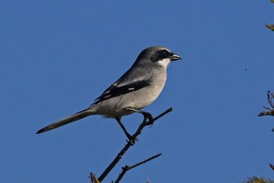 Loggerhead Shrike 2023-11-21