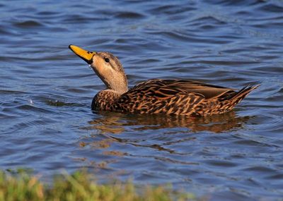 Mottled Duck 2023-11-21