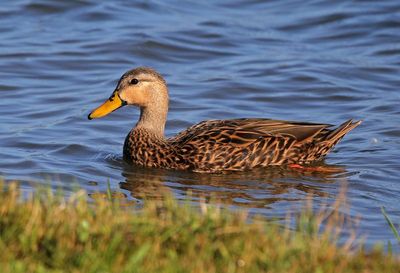 Mottled Duck 2023-11-21
