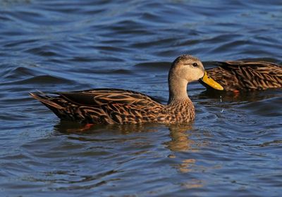 Mottled Duck 2023-11-21