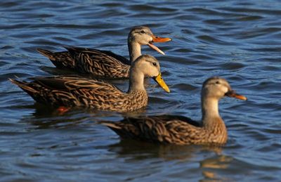 Mottled Duck 2023-11-21