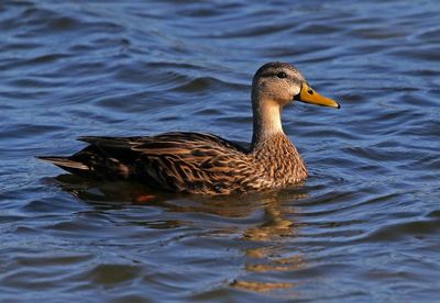 Mottled Duck 2023-11-21