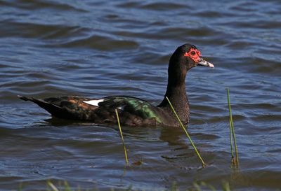 Muscovy Duck 2023-11-21