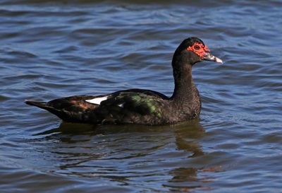 Muscovy Duck 2023-11-21
