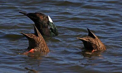 Muscovy Duck and Mottled Duck 2023-11-21