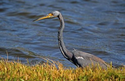 Tricolored Heron 2023-11-21