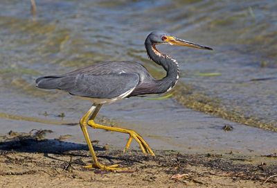 Tricolored Heron 2023-11-21