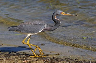 Tricolored Heron 2023-11-21