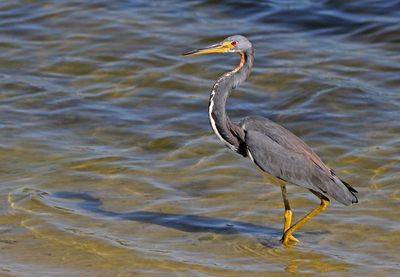 Tricolored Heron 2023-11-21
