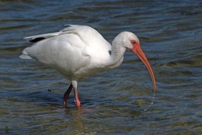 White Ibis 2023-11-21