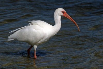 White Ibis 2023-11-21