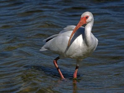 White Ibis 2023-11-21