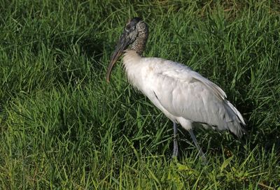 Wood Stork 2023-11-21