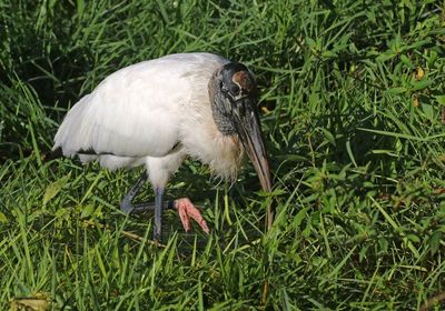 Wood Stork 2023-11-21