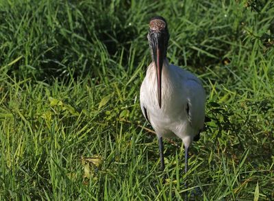 Wood Stork 2023-11-21