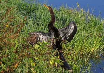 Anhinga 2023-11-22