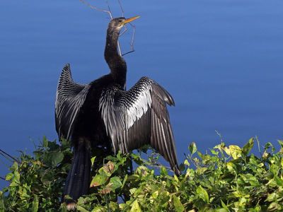 Anhinga 2023-11-22