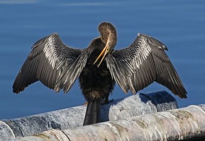 Anhinga 2023-11-22