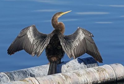 Anhinga 2023-11-22