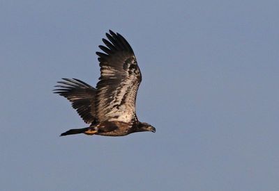 Bald Eagle 2023-11-22