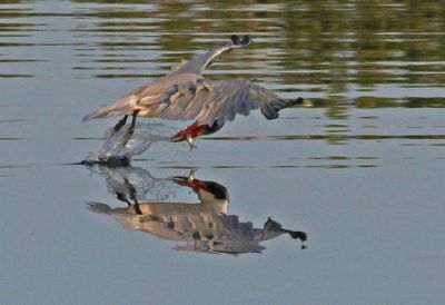 Caspian Tern 2023-11-22