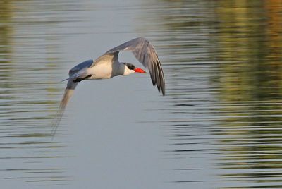 Caspian Tern 2023-11-22