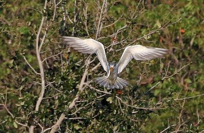 Large-billed Tern 2023-11-22